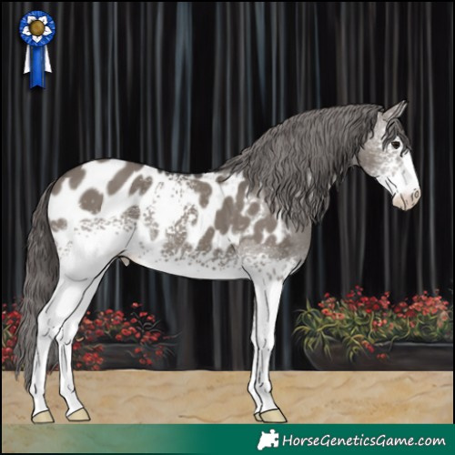 Horse Color:White Spotted Grullo Appaloosa 
