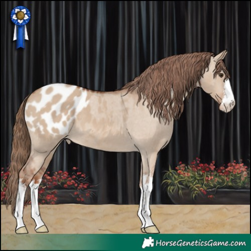 Horse Color:White Spotted Red Dun Appaloosa 