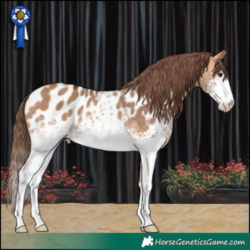 Horse Color:White Spotted Bay Dun Appaloosa 