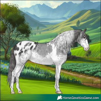 Horse Color:White Spotted Black Tobiano Appaloosa Rabicano