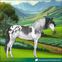 Horse Color:White Spotted Black Tobiano Appaloosa Rabicano