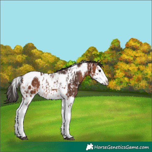 Horse Color:Bay Splash Tobiano Appaloosa  and Bay Splash Tobiano 