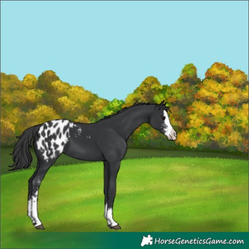 Horse Color:Black Sabino Splash Appaloosa 