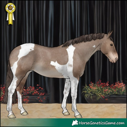 Horse Color:Liver Red Dun Tobiano Appaloosa 