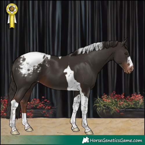 Horse Color:Liver Chestnut Tobiano Appaloosa 