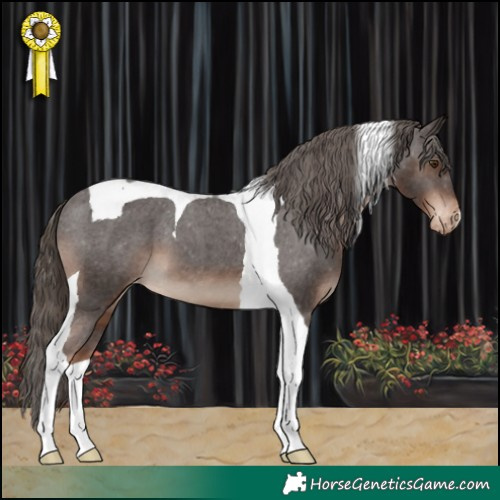 Horse Color:Liver Chestnut Tobiano Appaloosa 