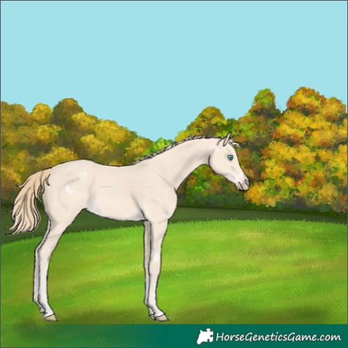 Horse Color:Perlino 