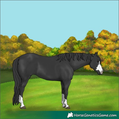 Horse Color:Black 