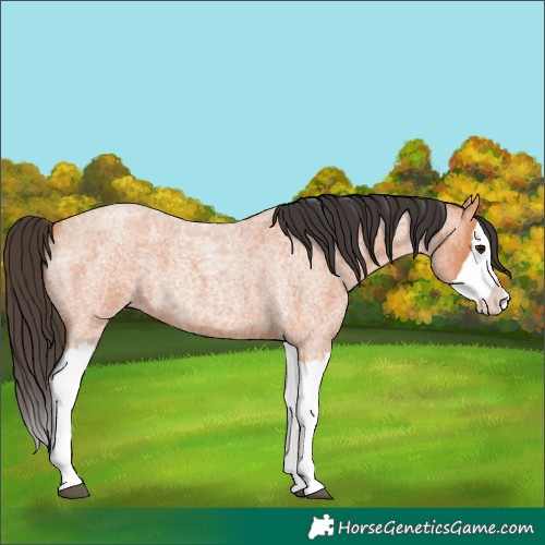 Horse Color:Bay Roan Splash 