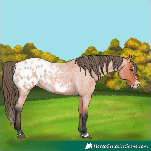 Horse Color:Bay Roan Splash Appaloosa 