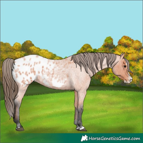 Horse Color:Bay Roan Splash Appaloosa 