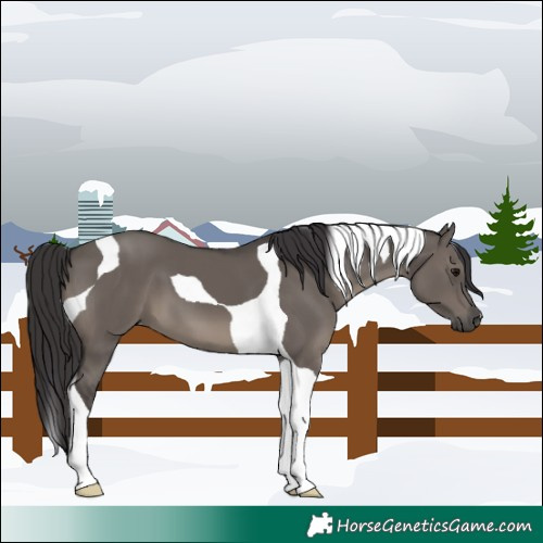 Horse Color:Smoky Grullo Tobiano