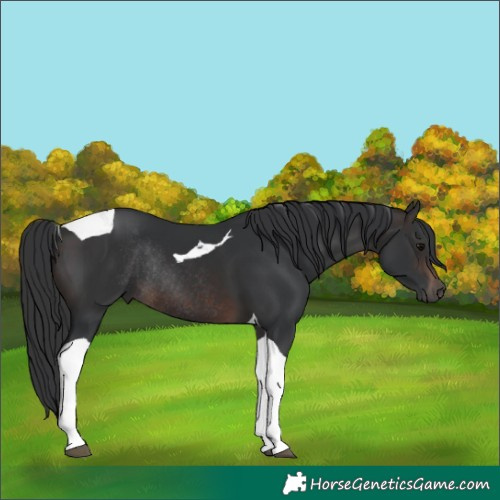 Horse Color:Brown Tobiano Rabicano 
