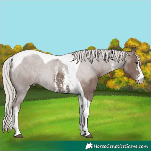 Horse Color:Silver Black Sabino Tobiano 