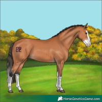 Horse Color:Bay Splash 