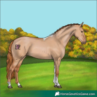 Horse Color:Red Dun Tobiano
