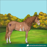 Horse Color:Chestnut Sabino Rabicano 