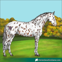 Horse Color:Bay Appaloosa Rabicano