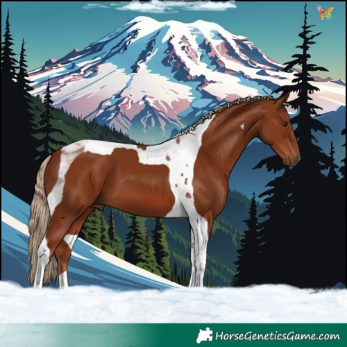 Horse Color:Chestnut Tobiano 
