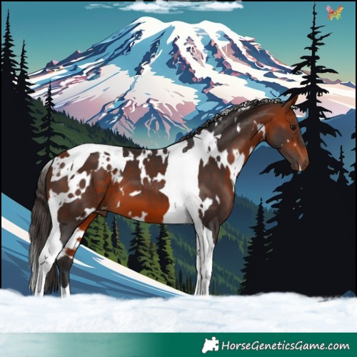Horse Color:White Spotted Bay Tobiano 