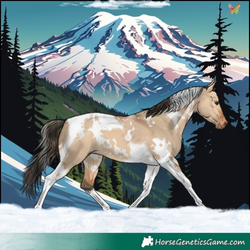 Horse Color:White Spotted Bay Dun Tobiano 