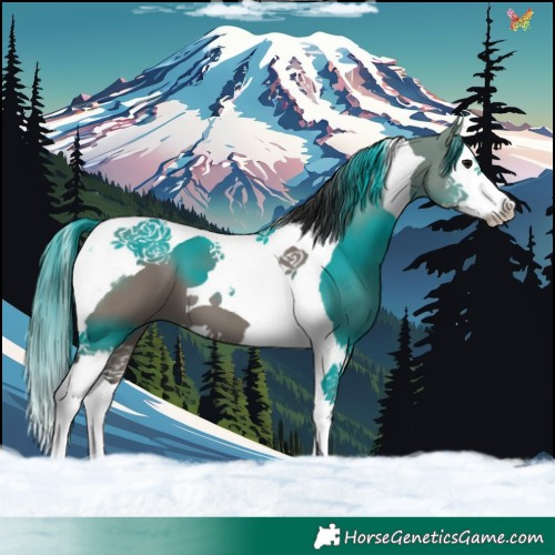 Horse Color:Grullo Splash Tobiano 