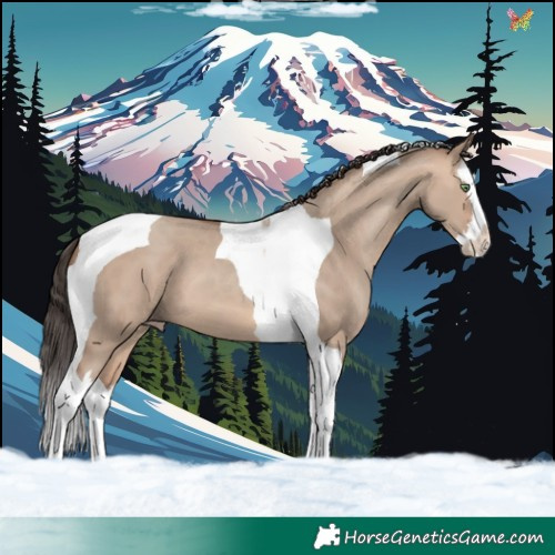 Horse Color:Sable Champagne Dun Splash Tobiano 