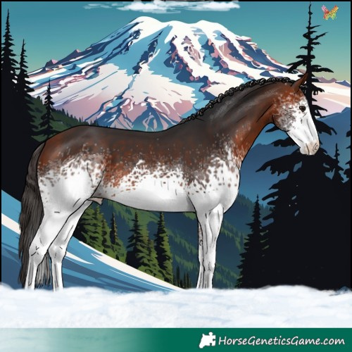 Horse Color:White Spotted Bay 