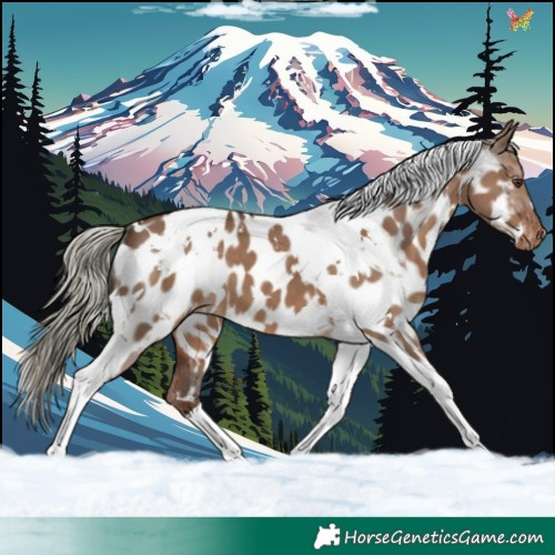 Horse Color:White Spotted Liver Red Dun Tobiano Appaloosa 