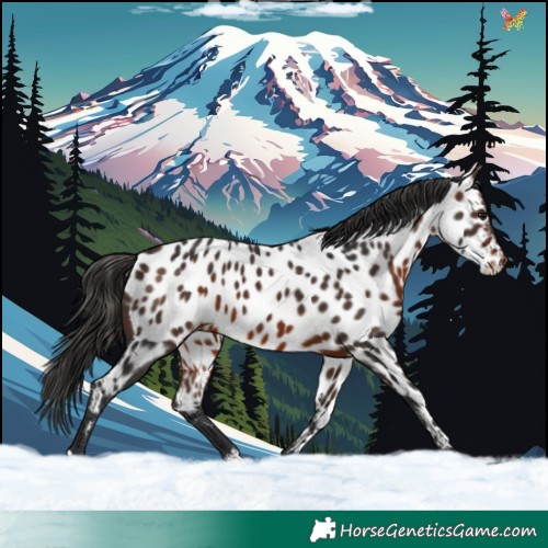 Horse Color:Brown Near Leopard 