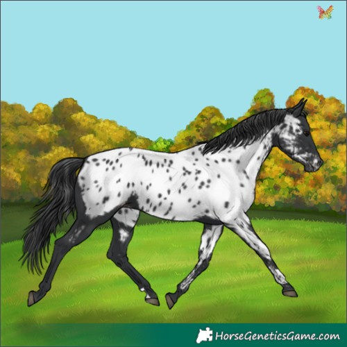Horse Color:Black Appaloosa 