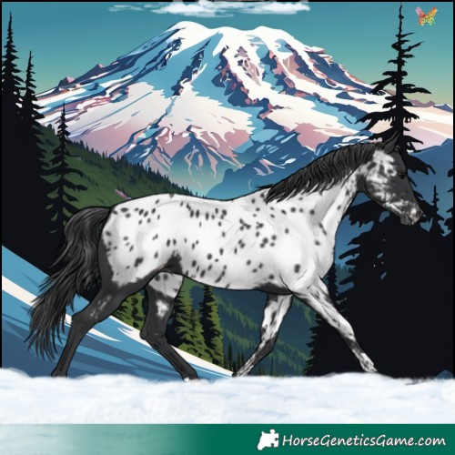 Horse Color:Black Appaloosa 
