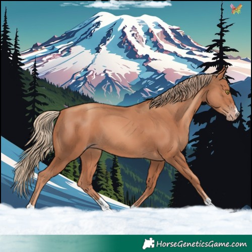 Horse Color:Gold Champagne 