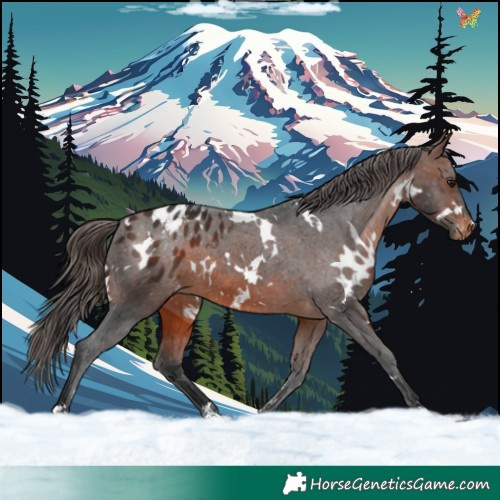 Horse Color:White Spotted Brown Blanket 