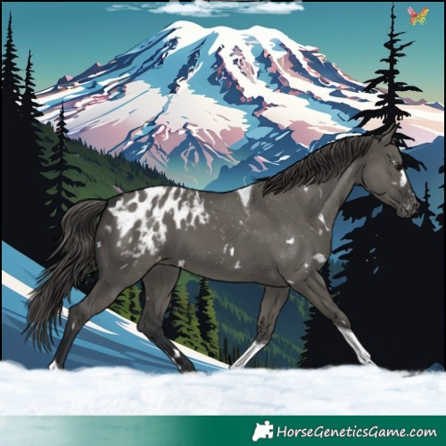 Horse Color:White Spotted Grullo Tobiano Blanket 