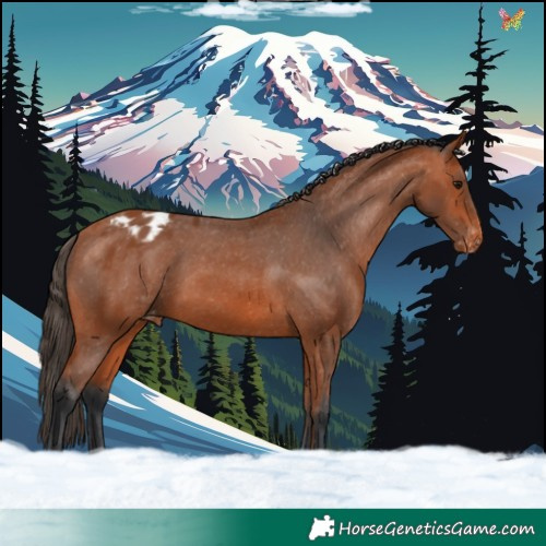Horse Color:Bay Appaloosa 