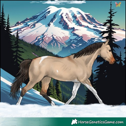 Horse Color:Bay Dun Tobiano Rabicano 
