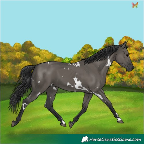 Horse Color:White Spotted Grullo
