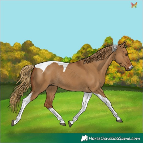 Horse Color:Gray Red Dun Tobiano Rabicano 