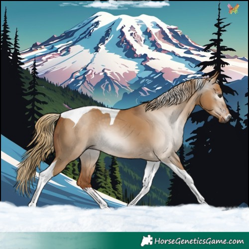 Horse Color:Gray Red Dun Tobiano Rabicano 