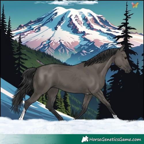 Horse Color:Grullo Tobiano 