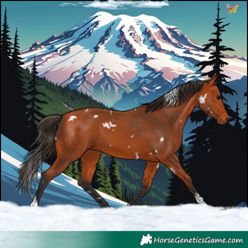 Horse Color:White Spotted Bay Tobiano 