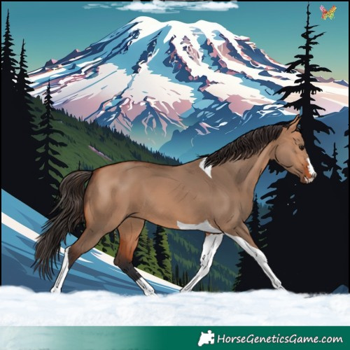 Horse Color:Bay Dun Tobiano 