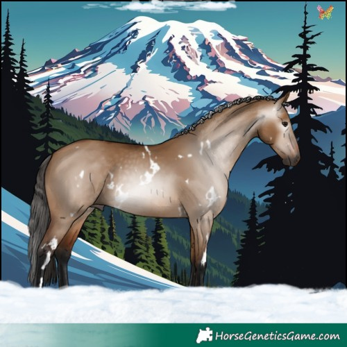 Horse Color:Gray White Spotted Bay Dun 