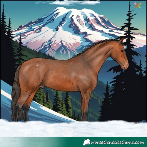 Horse Color:Bay Appaloosa 