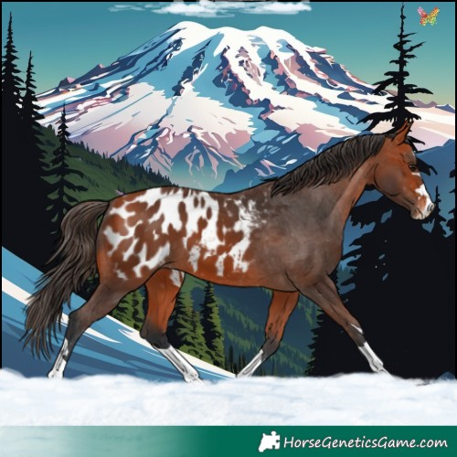 Horse Color:Bay Appaloosa 