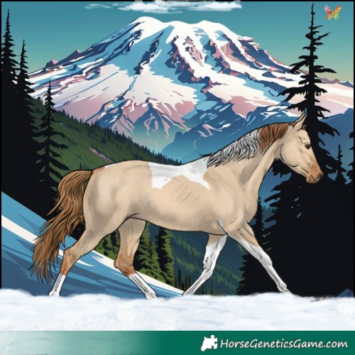 Horse Color:Red Dun Tobiano Rabicano 
