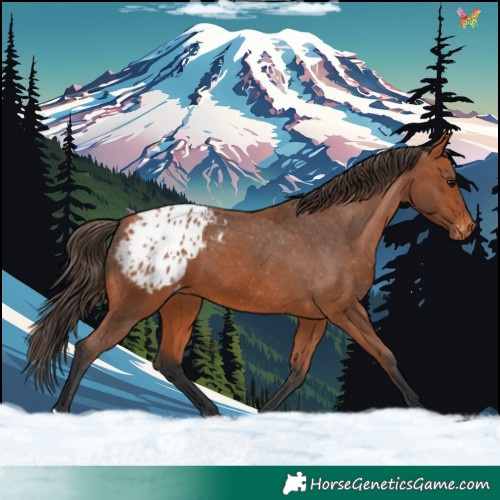 Horse Color:Bay Appaloosa 