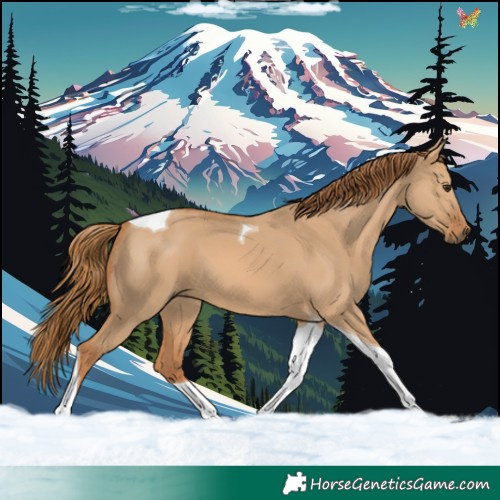 Horse Color:Red Dun Tobiano 