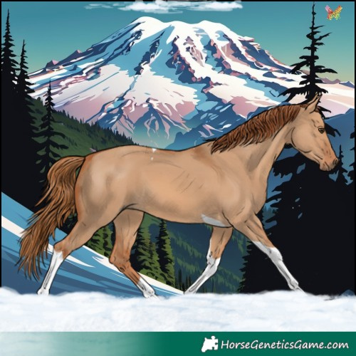 Horse Color:Red Dun Tobiano 